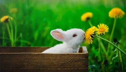 九游娱乐官网 (jiuyou)-“领跑榜首的宿命较量，铁血战士谁能笑到最后？”，铁血战士领袖